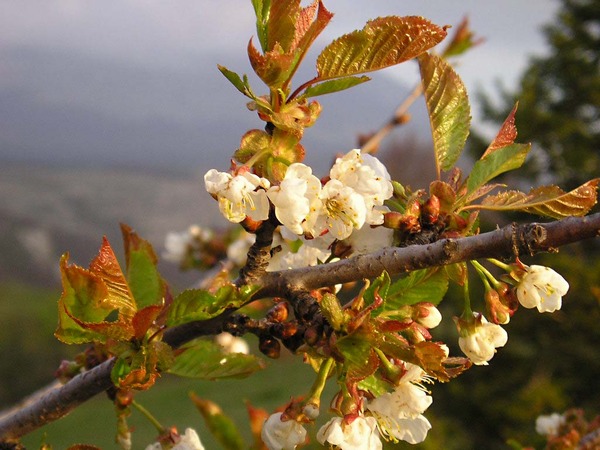 Весна в горном Крыму
