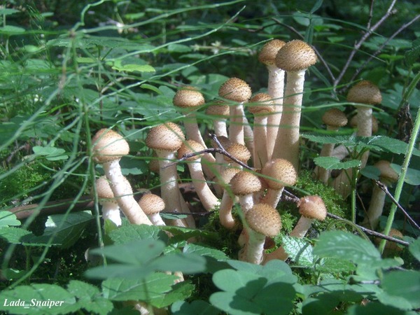 Поход за грибами в Крыму