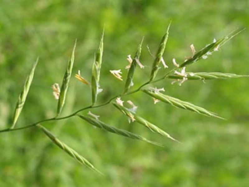 Лечебные травы горного Крыма