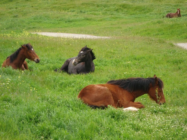 Зеленогорье — крымская Швейцария