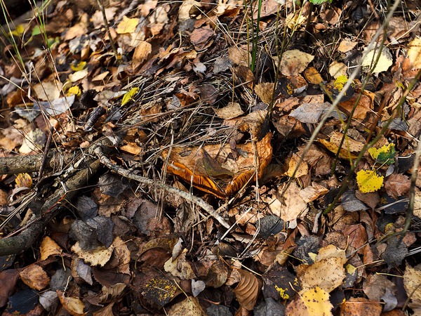 Поход за грибами в Крыму