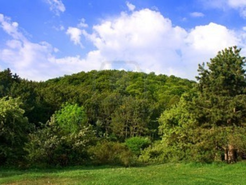 Горные леса Крыма