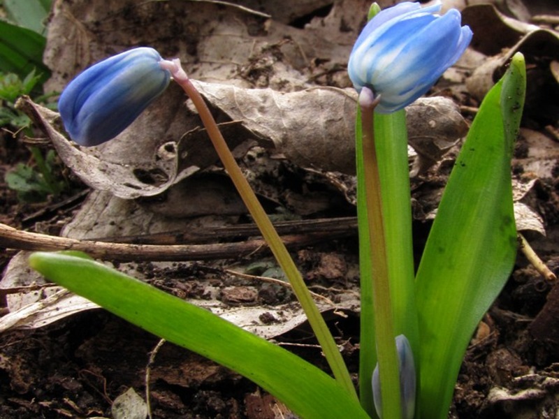 Питание экологически чистыми продуктами произрастающими в Крыму