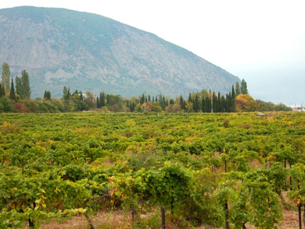 История домашнего вина в Крыму