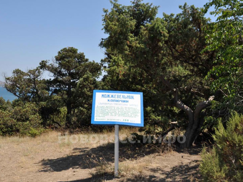 Реликтовый можжевельник в Новом Свете