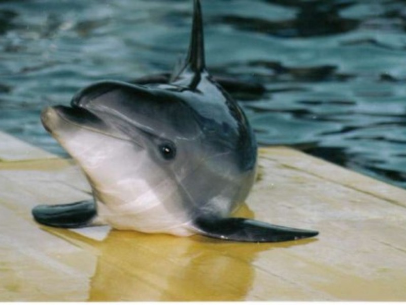 Дельфинарии Крыма