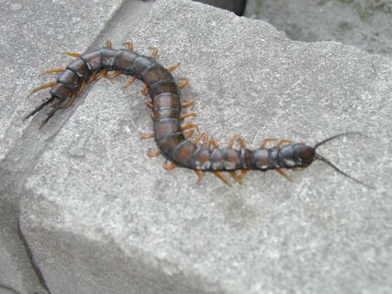 Животный мир Крыма