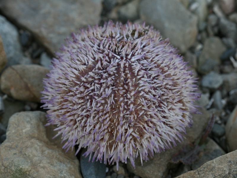 Кого опасаться в Черном море