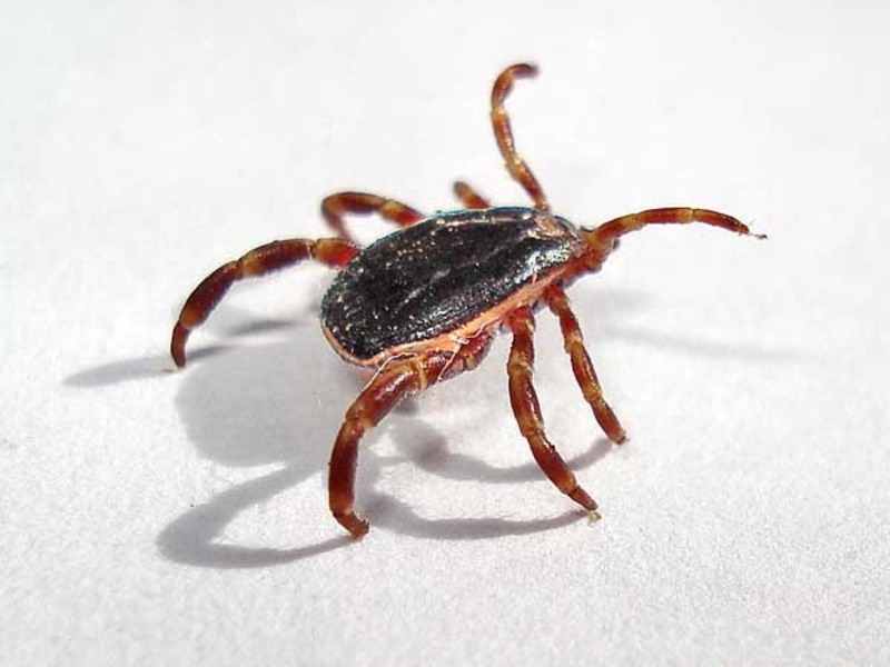 Опасные насекомые и животные Крыма