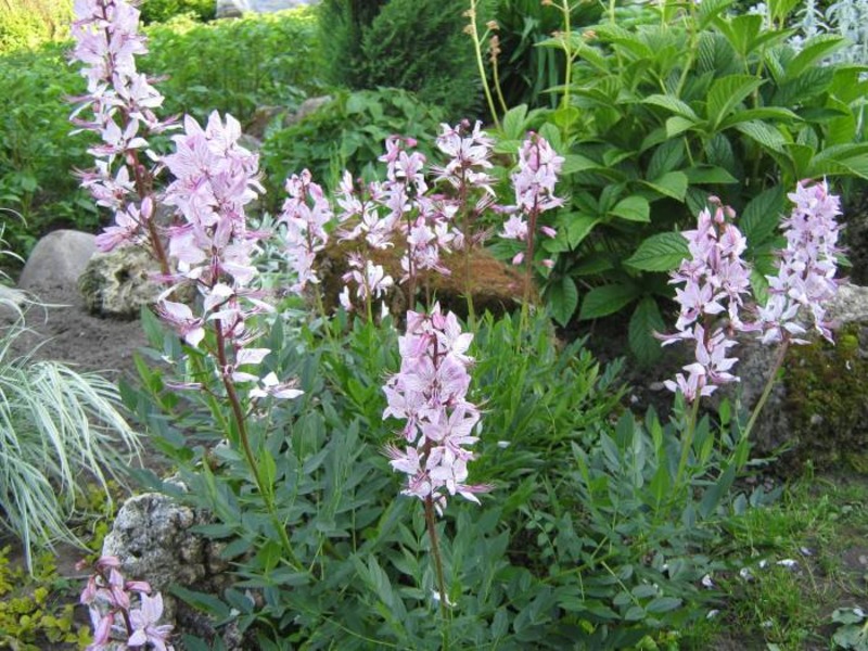 Опасные растения Крыма