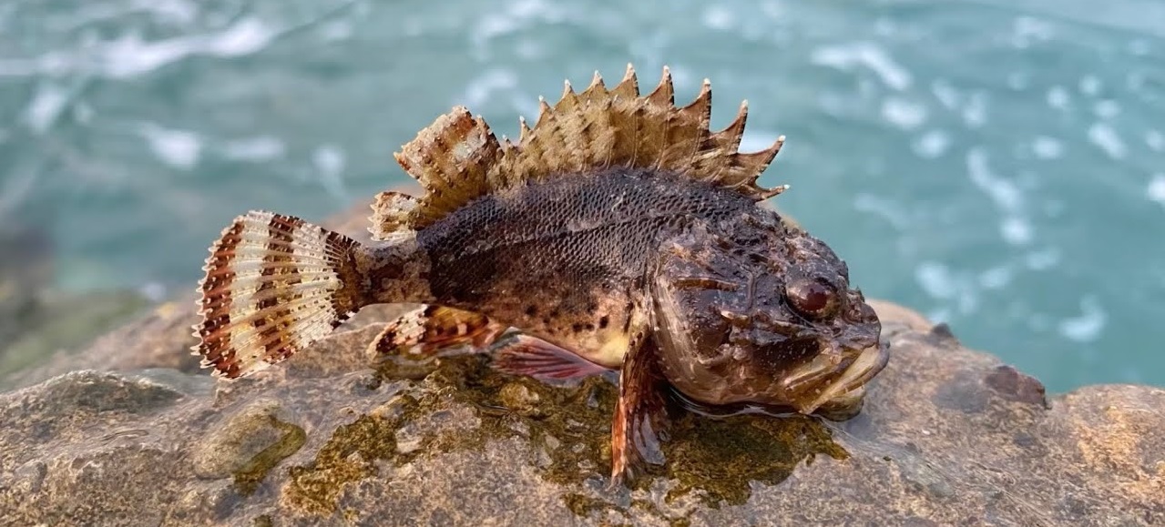 Скорпена. Кто это?