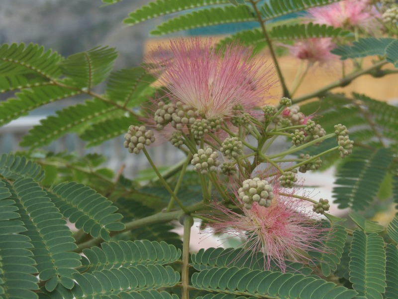 Поселок Новый Свет - 1