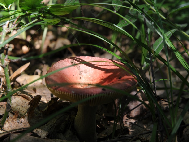 Зеленогорье зимой и осенью - 24