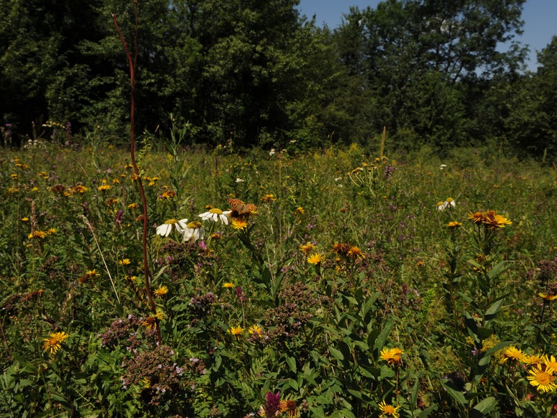 Зеленогорье зимой и осенью - 28