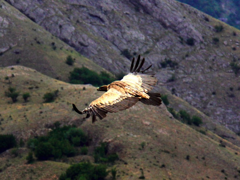 Грифы в Крыму - 1