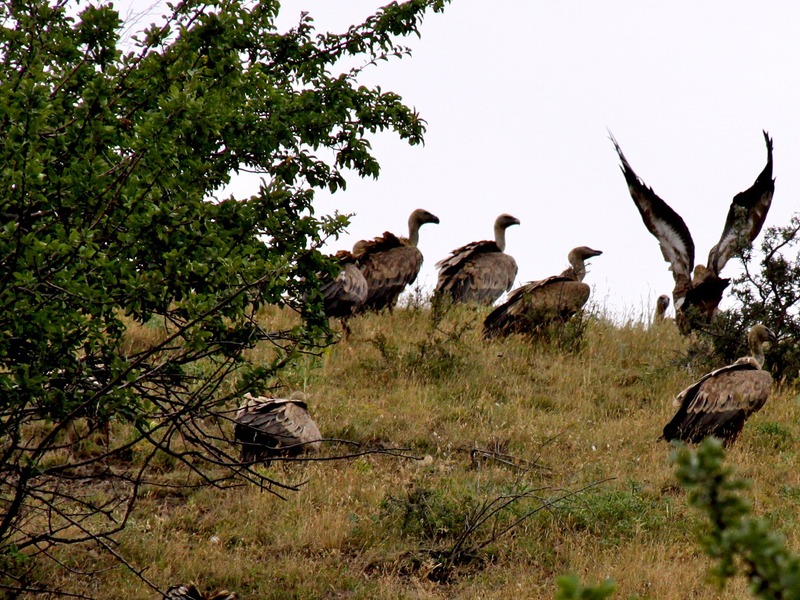 Грифы в Крыму - 3