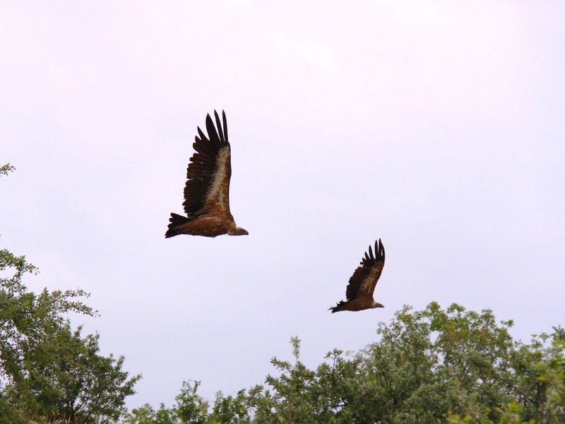 Грифы в Крыму - 4