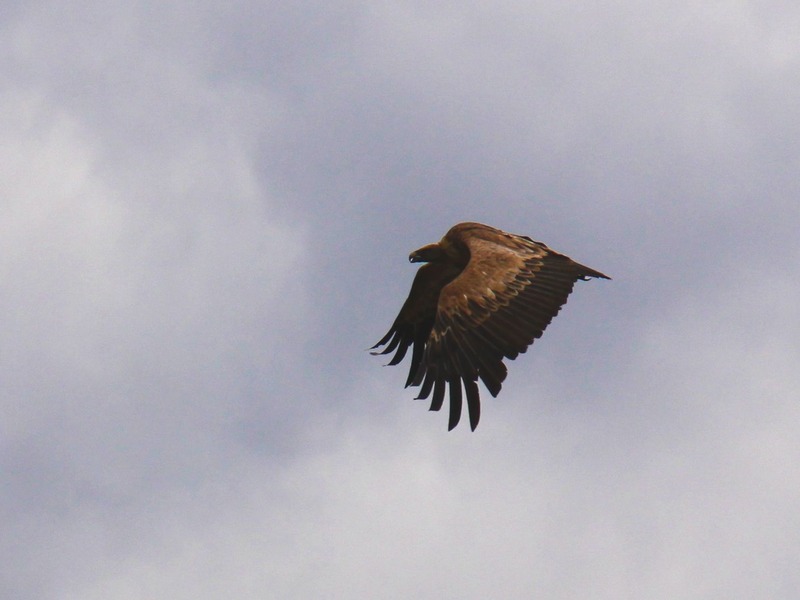 Грифы в Крыму - 6