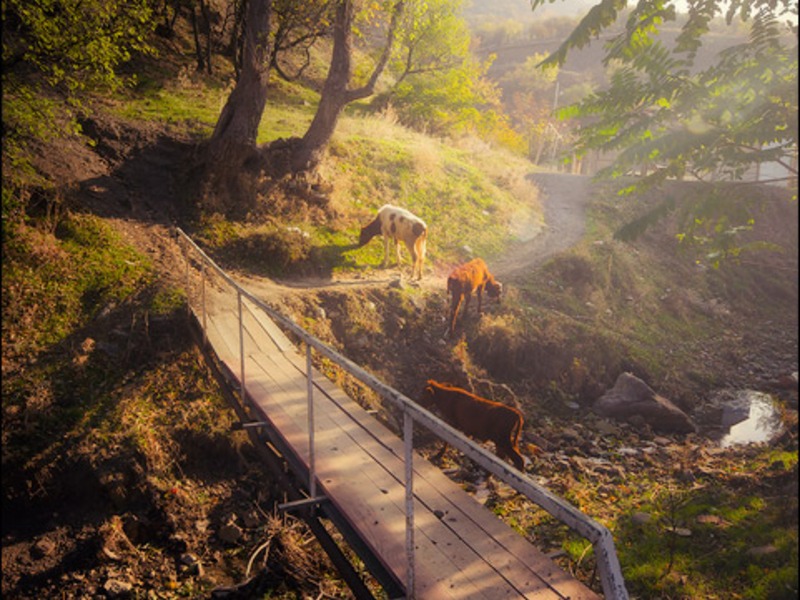 Зеленогорье, природа - 4