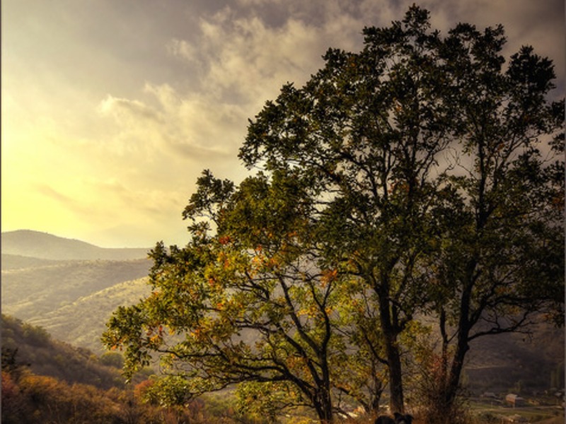 Зеленогорье, природа - 6