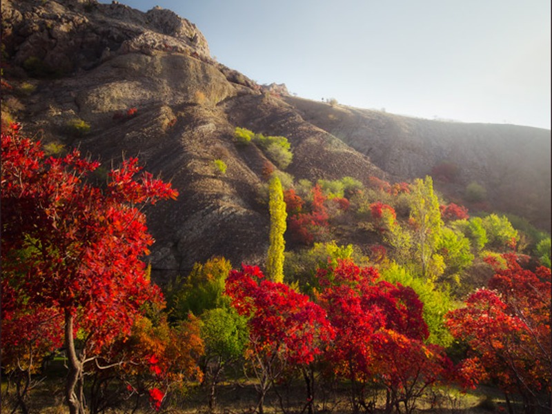 Зеленогорье, природа - 9