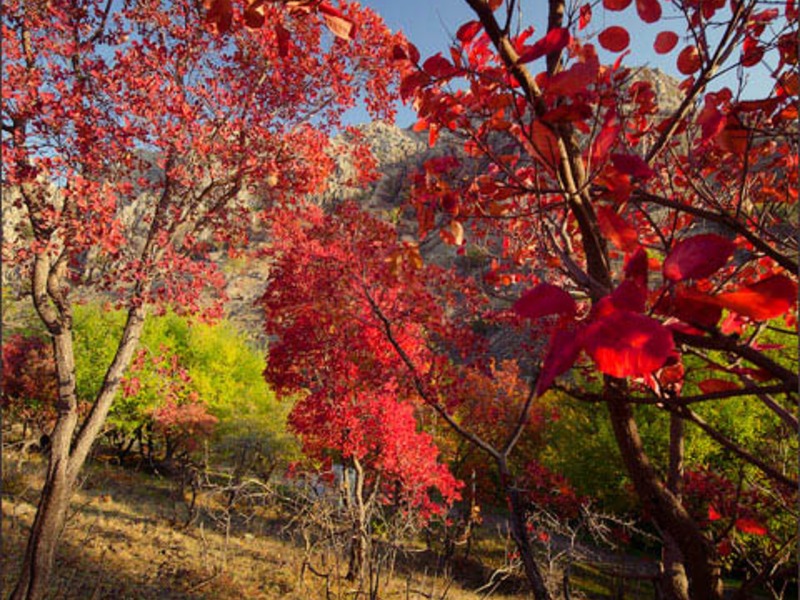 Зеленогорье, природа - 17