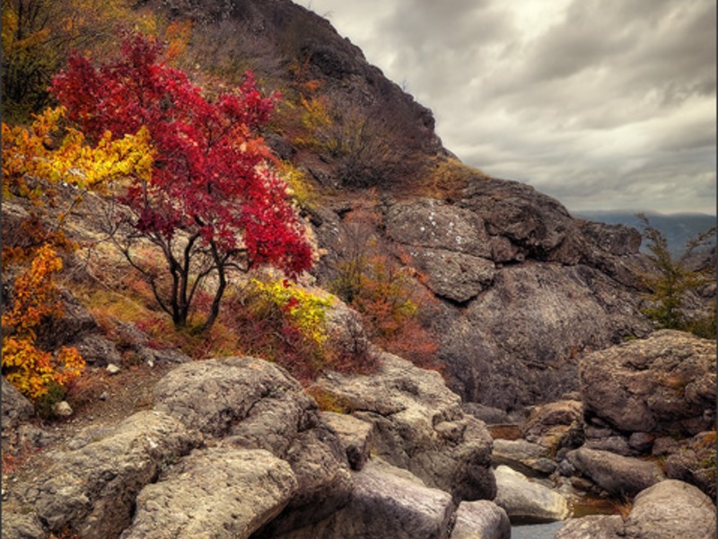 Зеленогорье, природа - 25